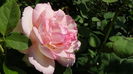 DSC00959