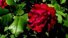 DSC01013