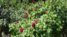 DSC01019
