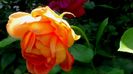 DSC01026