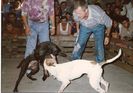 a match in Serbia from 2001 - Atila kennels with GR CH Dendy