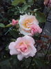 DSC02494