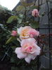 DSC02496