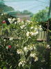 DSCN8291