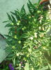 DSCN8295