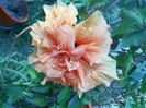 DSCN8297
