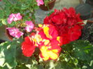 DSCN8305
