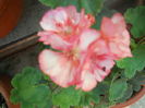 DSCN8308