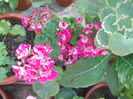 DSCN8310