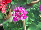 DSCN8312