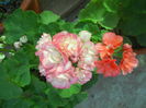 DSCN8315