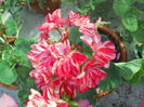 DSCN8322