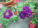 DSCN8323