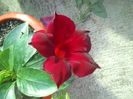 DSCN8324