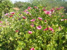 DSCN8329