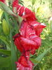 DSCN8335