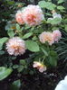 DSC03163