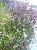 DSCN8356