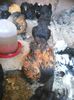 IMG-20150809-WA0050