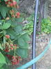 DSCN8360