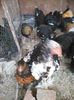 IMG-20150809-WA0066