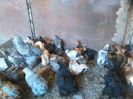 IMG-20150809-WA0090