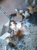 IMG-20150809-WA0094