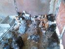 IMG-20150809-WA0098