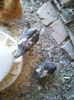 IMG-20150809-WA0104