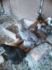 IMG-20150809-WA0106