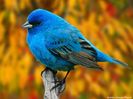 Wallpaper_Pasari_indigo_bunting