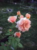 DSC03283