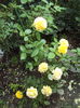DSC03419