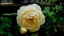 Soapte de parfum (552)