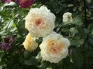 Soapte de parfum (553)