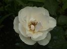 Soapte de parfum (554)