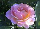 Soapte de parfum (555)