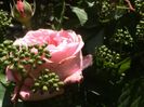 Soapte de parfum (557)