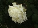 Soapte de parfum (561)