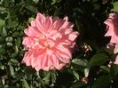 Soapte de parfum (562)