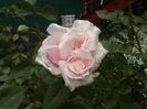 Soapte de parfum (564)