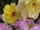 Soapte de parfum (565)
