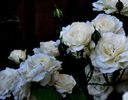 Soapte de parfum (576)