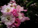 Soapte de parfum (580)