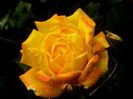Soapte de parfum (584)