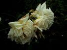 Soapte de parfum (585)