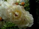 Soapte de parfum (586)