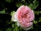 Soapte de parfum (587)