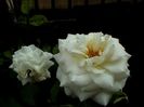 Soapte de parfum (589)