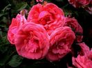 Soapte de parfum (602)